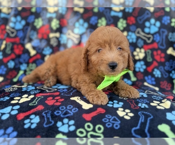 Medium Photo #4 Goldendoodle (Miniature) Puppy For Sale in LAKELAND, FL, USA