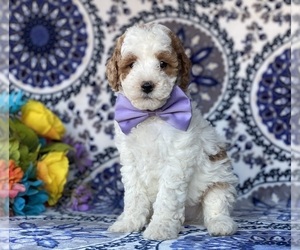Poodle (Miniature) Puppy for sale in LANCASTER, PA, USA