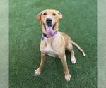 Small #3 Labrador Retriever Mix