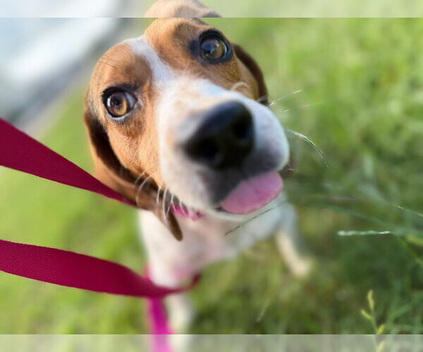 Medium Photo #5 Beagle-Unknown Mix Puppy For Sale in Oakhurst, NJ, USA