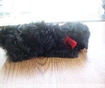 Small Photo #2 Shih Tzu Puppy For Sale in S ZANESVILLE, OH, USA