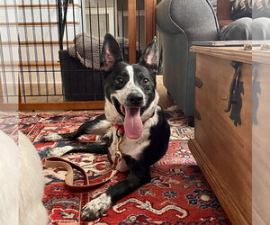 Mutt Dogs for adoption in Rockaway, NJ, USA