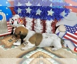 Small #5 Dachshund
