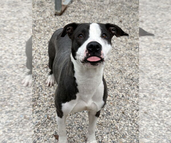 Medium Photo #3 Mutt Puppy For Sale in Jefferson, WI, USA