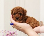 Puppy Calvin Poodle (Toy)