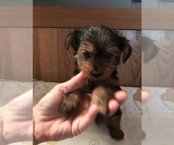 Medium Photo #7 Yorkshire Terrier Puppy For Sale in BUNNELL, FL, USA