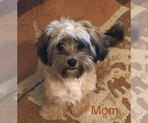 Mother of the Schweenie puppies born on 04/13/2025