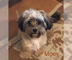 Small Photo #1 Schweenie Puppy For Sale in BATTLE CREEK, MI, USA