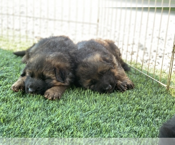 Medium Photo #11 German Shepherd Dog Puppy For Sale in PINON HILLS, CA, USA