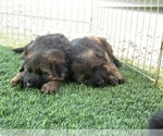 Small #10 German Shepherd Dog