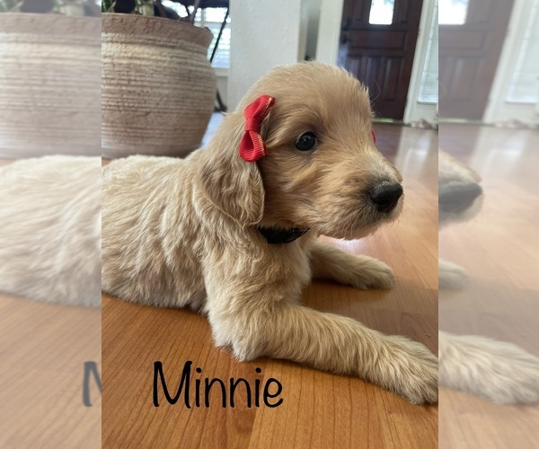 Medium Photo #1 Goldendoodle Puppy For Sale in HOUSTON, TX, USA