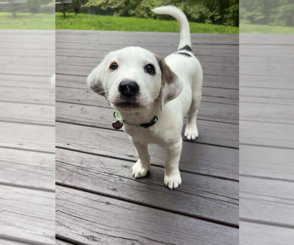 Medium Photo #3 Mutt Puppy For Sale in Springdale, PA, USA