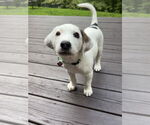 Small #2 Mutt