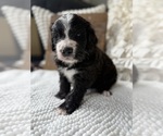 Small #7 Bernedoodle