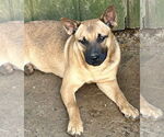 Small #2 Black Mouth Cur-Plott Hound Mix