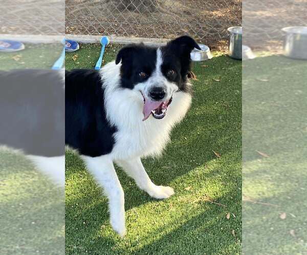 Medium Photo #4 Border Collie-Unknown Mix Puppy For Sale in Calgary, Alberta, Canada