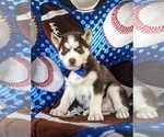 Small Photo #7 Siberian Husky Puppy For Sale in QUARRYVILLE, PA, USA