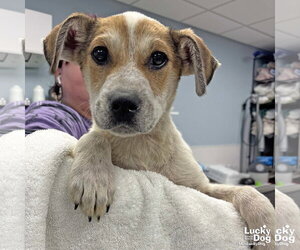 Mutt Dogs for adoption in Washington, DC, USA