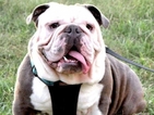 Small Photo #1 Bulldog Puppy For Sale in ROCKWALL, TX, USA