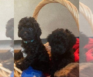 Poodle (Miniature) Puppy for sale in CLERMONT, FL, USA