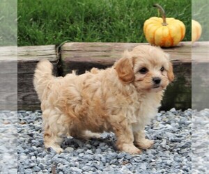 Cavachon-Poodle (Toy) Mix Puppy for sale in LEOLA, PA, USA