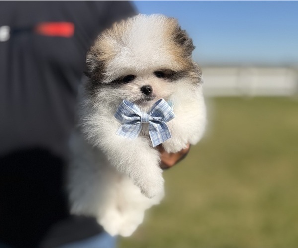 Medium Photo #3 Pomeranian Puppy For Sale in STOCKTON, CA, USA