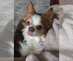 Small #3 Chihuahua