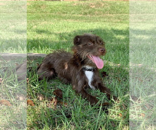 Medium Photo #4 Mutt Puppy For Sale in Rockaway, NJ, USA