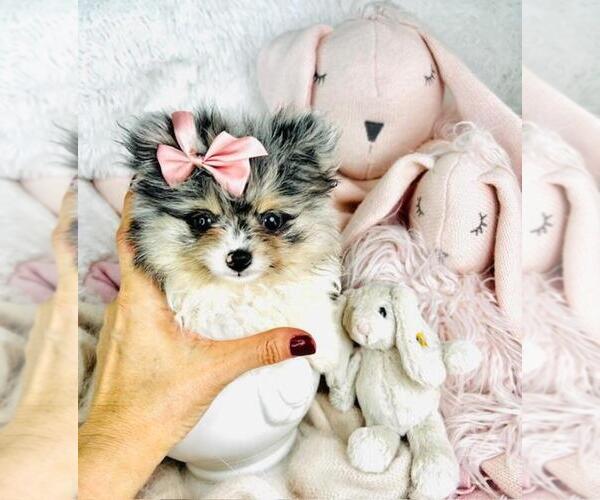 Medium Photo #3 Pomeranian Puppy For Sale in FT LAUDERDALE, FL, USA