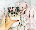 Small #2 Pomeranian