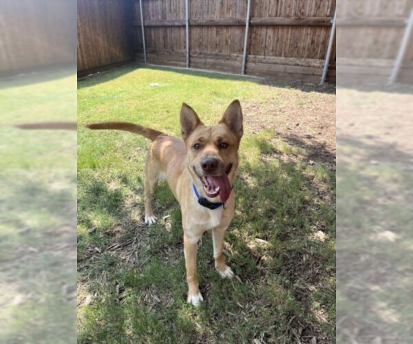Medium Photo #2 Siberian Husky-Unknown Mix Puppy For Sale in Plano, TX, USA