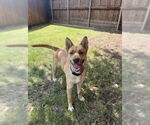 Small #1 Siberian Husky Mix