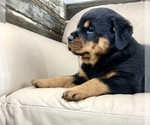 Small Photo #3 Rottweiler Puppy For Sale in BRIGHTON, CO, USA