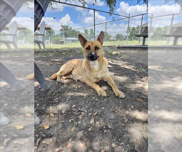 Medium Photo #4 Mutt Puppy For Sale in Conroe, TX, USA