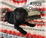 Puppy Cookie Labrador Retriever