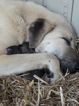 Medium Photo #1 Anatolian Shepherd Puppy For Sale in LEXINGTON, SC, USA