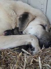 Mother of the Anatolian Shepherd puppies born on 02/25/2017