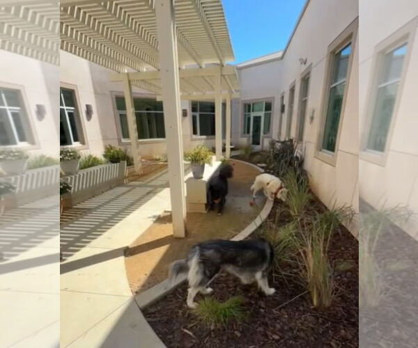 Medium Photo #10 Siberian Husky Puppy For Sale in Escondido, CA, USA