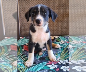 Border-Aussie Puppy for sale in CHANDLER, AZ, USA