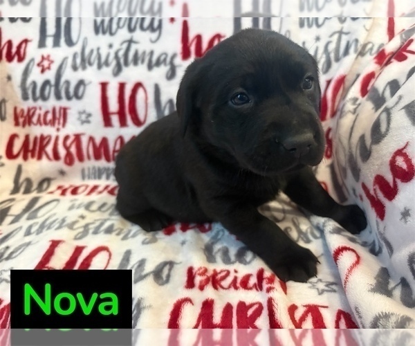 Medium Photo #7 Labrador Retriever Puppy For Sale in FAYETTEVILLE, OH, USA