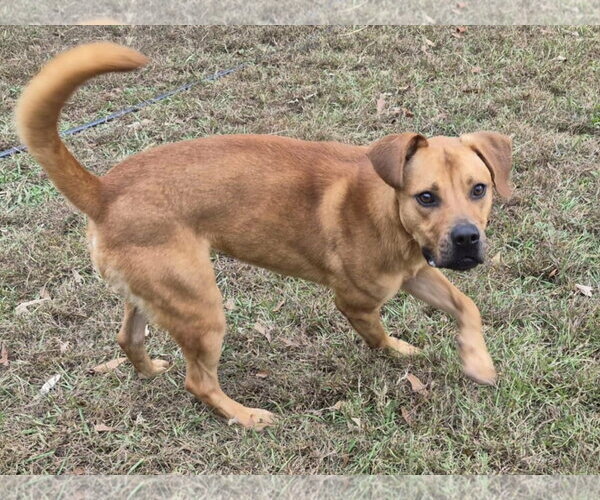Medium Photo #4 Black Mouth Cur-Unknown Mix Puppy For Sale in Anniston, AL, USA