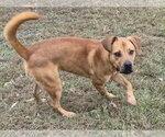 Small #3 Black Mouth Cur Mix