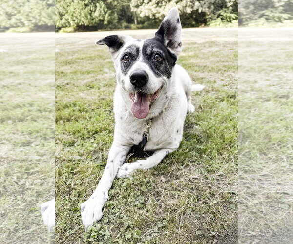 Medium Photo #1 Collie-Unknown Mix Puppy For Sale in Bellevue, WA, USA