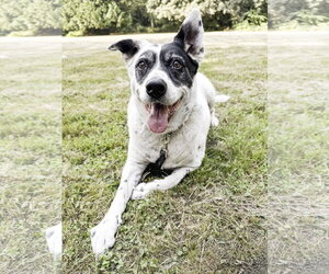 Wilson - Male Collie-Unknown Mix Dog for Adoption