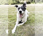 Wilson - Male Collie-Unknown Mix Dog for Adoption - Small photo