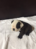 Medium Photo #5 Bulldog Puppy For Sale in HEATHROW, FL, USA
