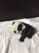 Small Photo #5 Bulldog Puppy For Sale in HEATHROW, FL, USA