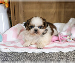 Jessie - Female Shih Tzu Puppy for Sale - Photo #3