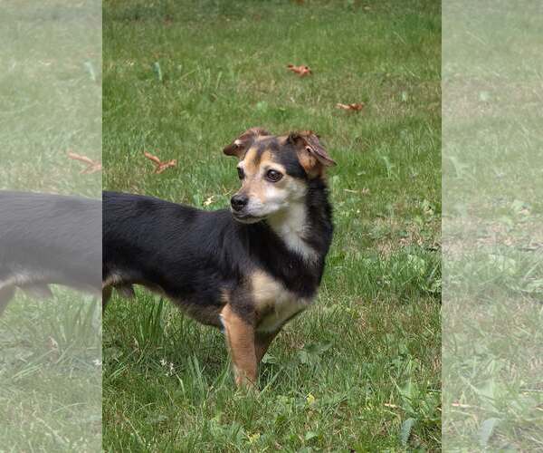 Medium Photo #7 Chilier Puppy For Sale in Arlington, WA, USA