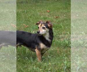 Scout, a Cavalier-Chihuahua mix male - Male Chilier Dog for Adoption - Photo #7